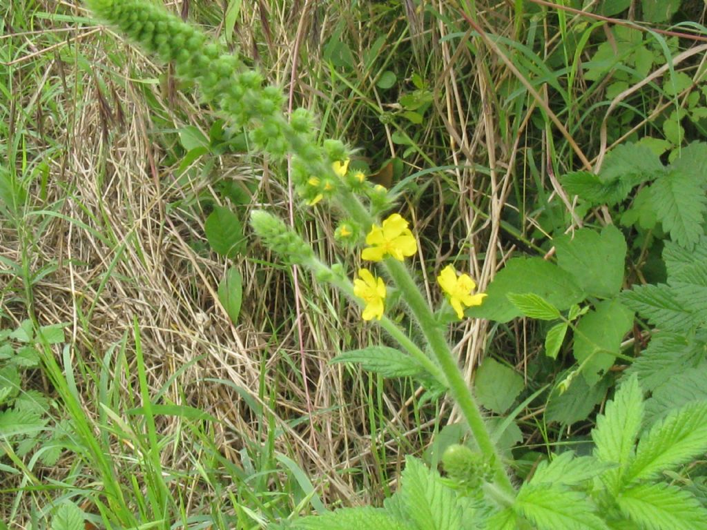 Agrimonia eupatoria / Agrimonia comune