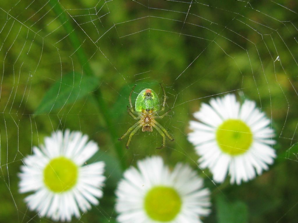 Araniella sp. - Parco di Monza (MB)