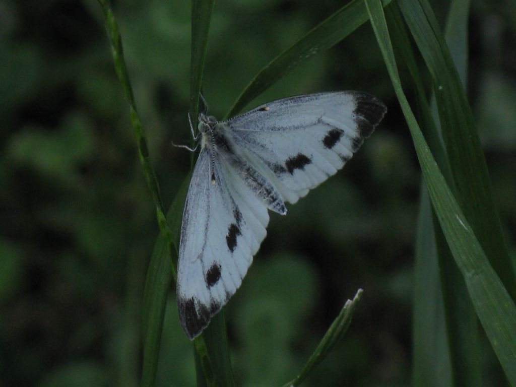 Pieris brassicae femmina?  No, Pieris napi