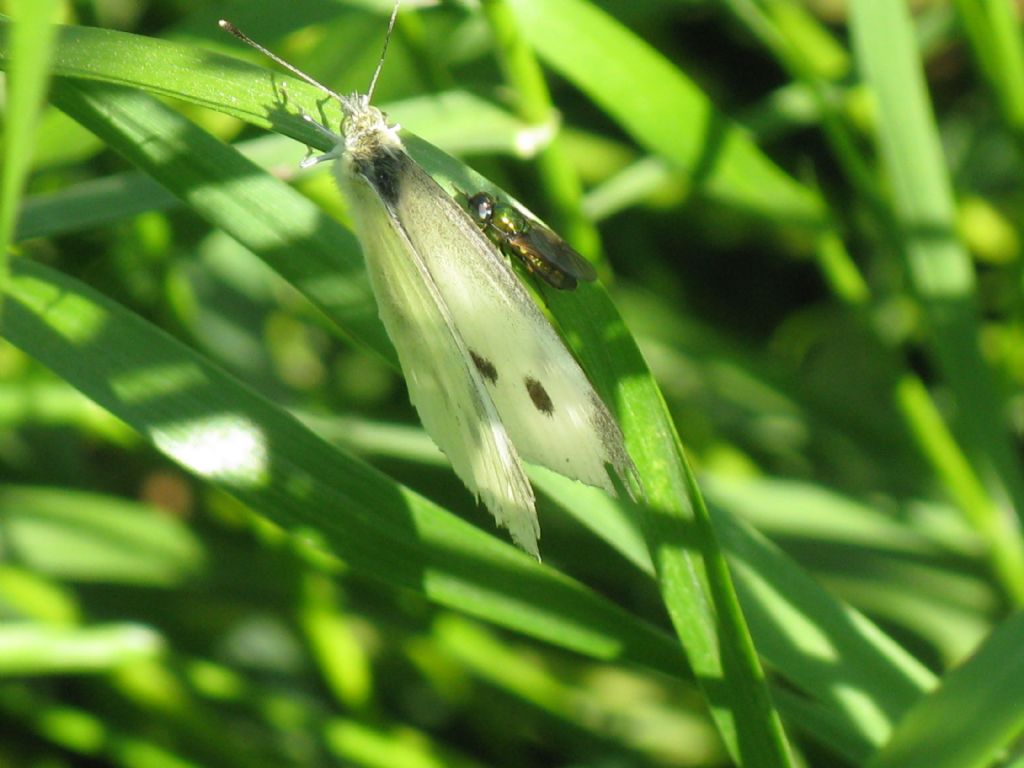 Accanto alla Pieris c'' un Dittero?  S: Stratiomyidae sp.