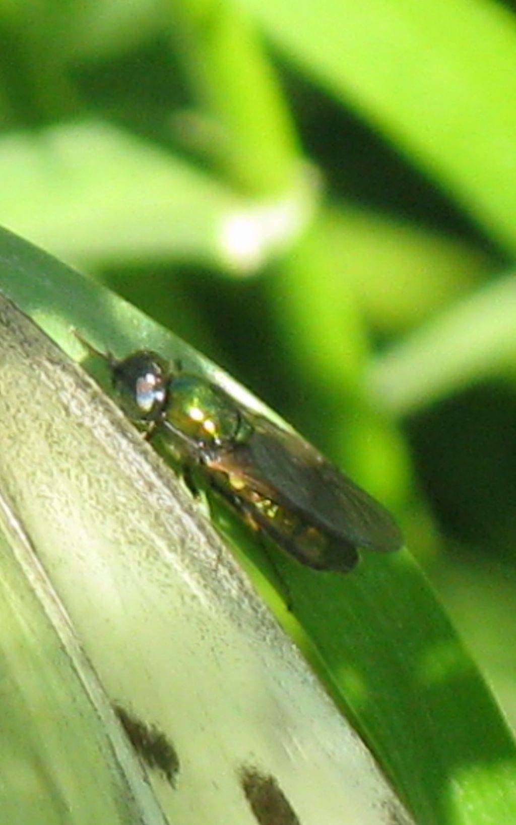 Accanto alla Pieris c'' un Dittero?  S: Stratiomyidae sp.