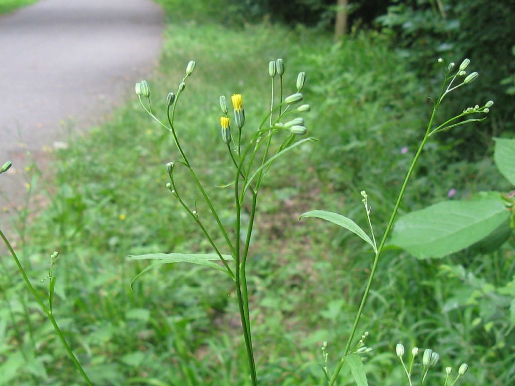 Lapsana communis / Lassana comune