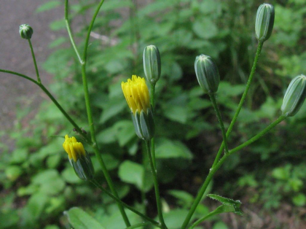 Lapsana communis / Lassana comune