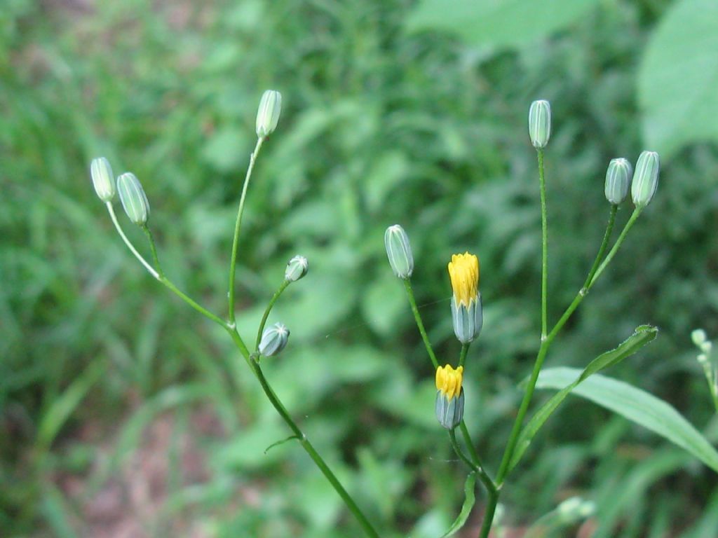 Lapsana communis / Lassana comune