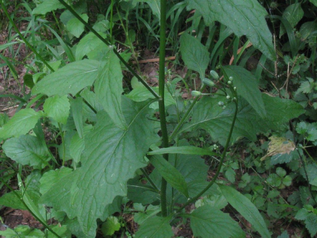 Lapsana communis / Lassana comune