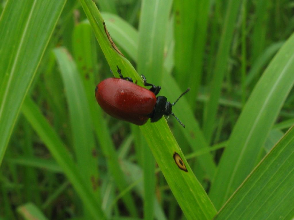 Chrysomelidae: Chrysolina grossa? No, Chrysomela populi