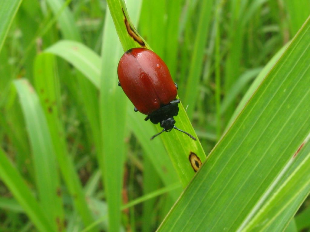 Chrysomelidae: Chrysolina grossa? No, Chrysomela populi