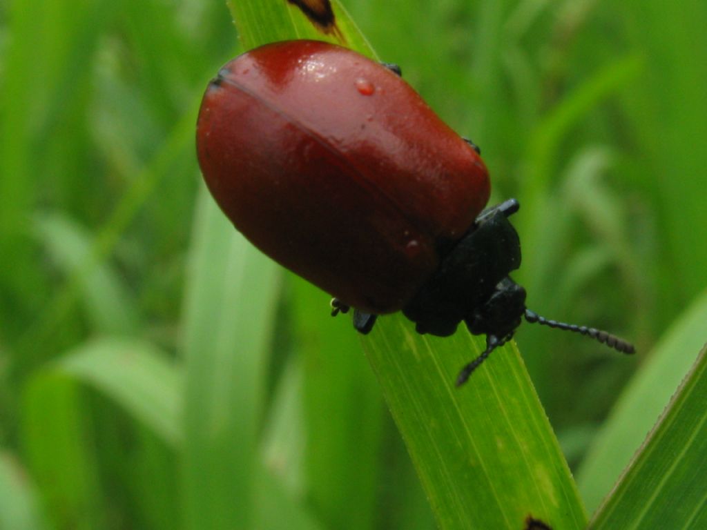 Chrysomelidae: Chrysolina grossa? No, Chrysomela populi