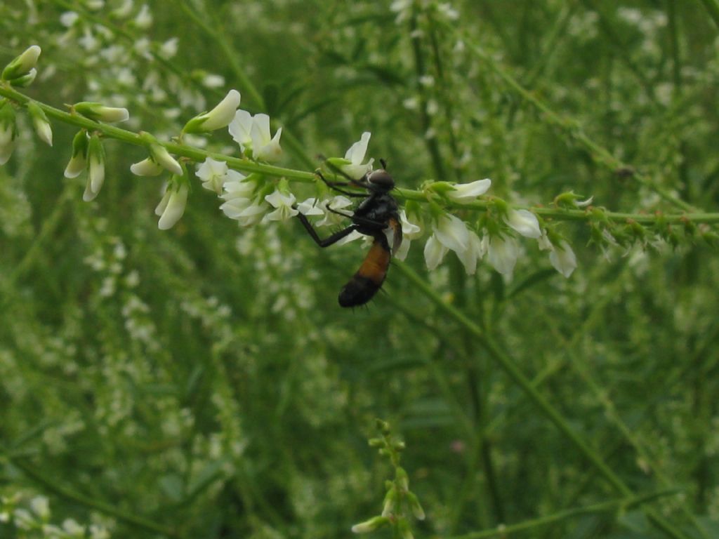 Quale Dittero su Melilotus albus?