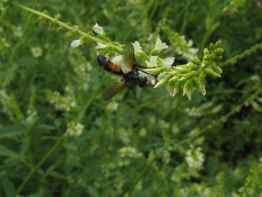 Quale Dittero su Melilotus albus?
