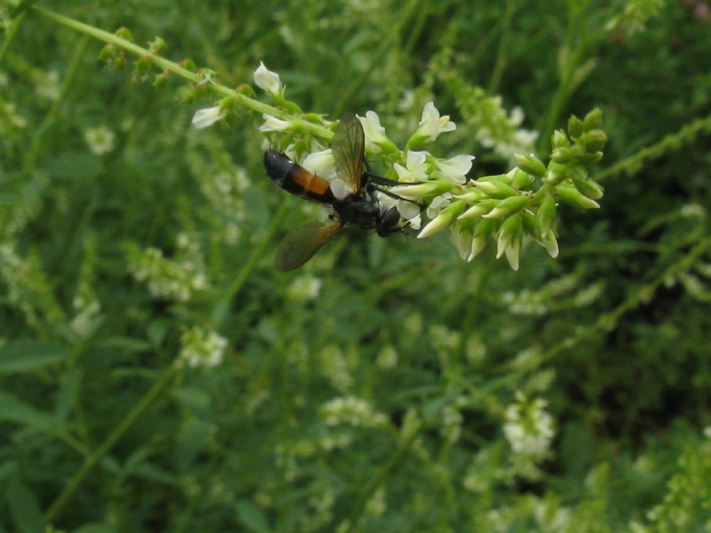 Quale Dittero su Melilotus albus?