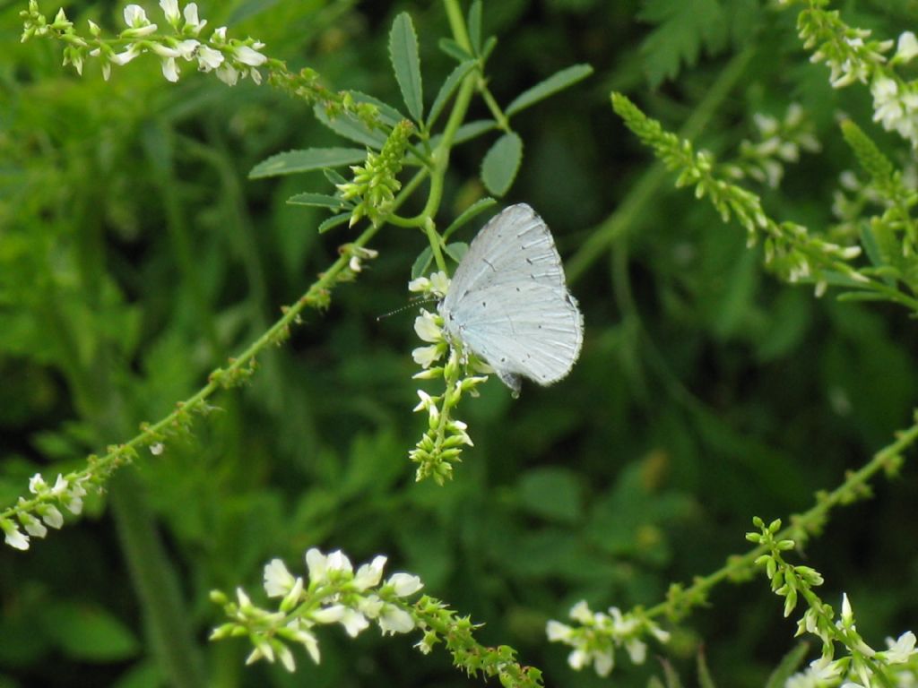 Celastrina argiolus femmina?