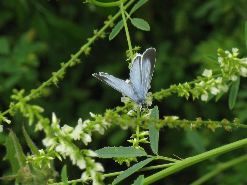 Celastrina argiolus femmina?