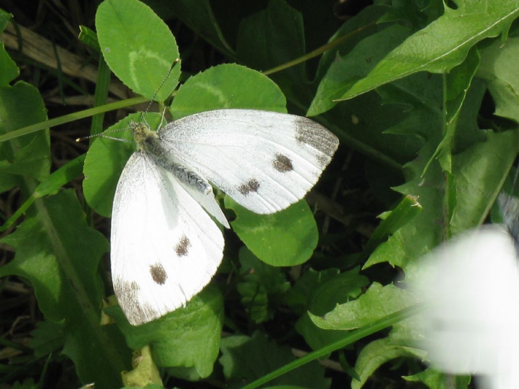 Pieris rapae femmina? S !