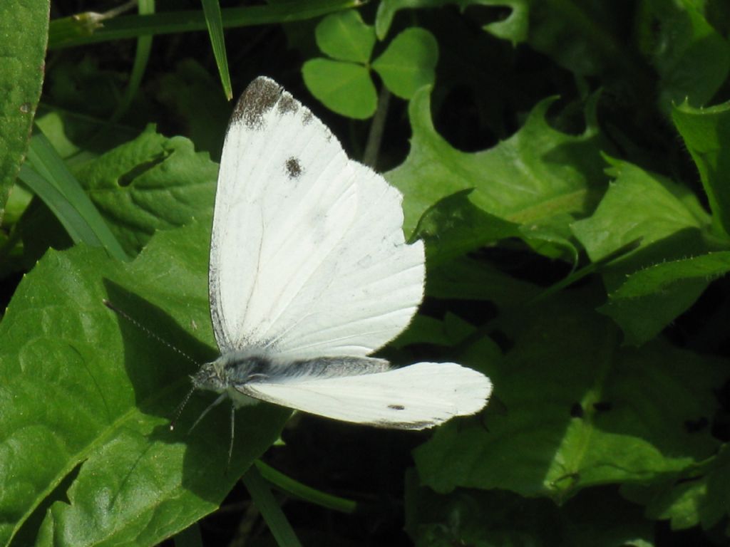 Pieris napi maschio?  Sì !