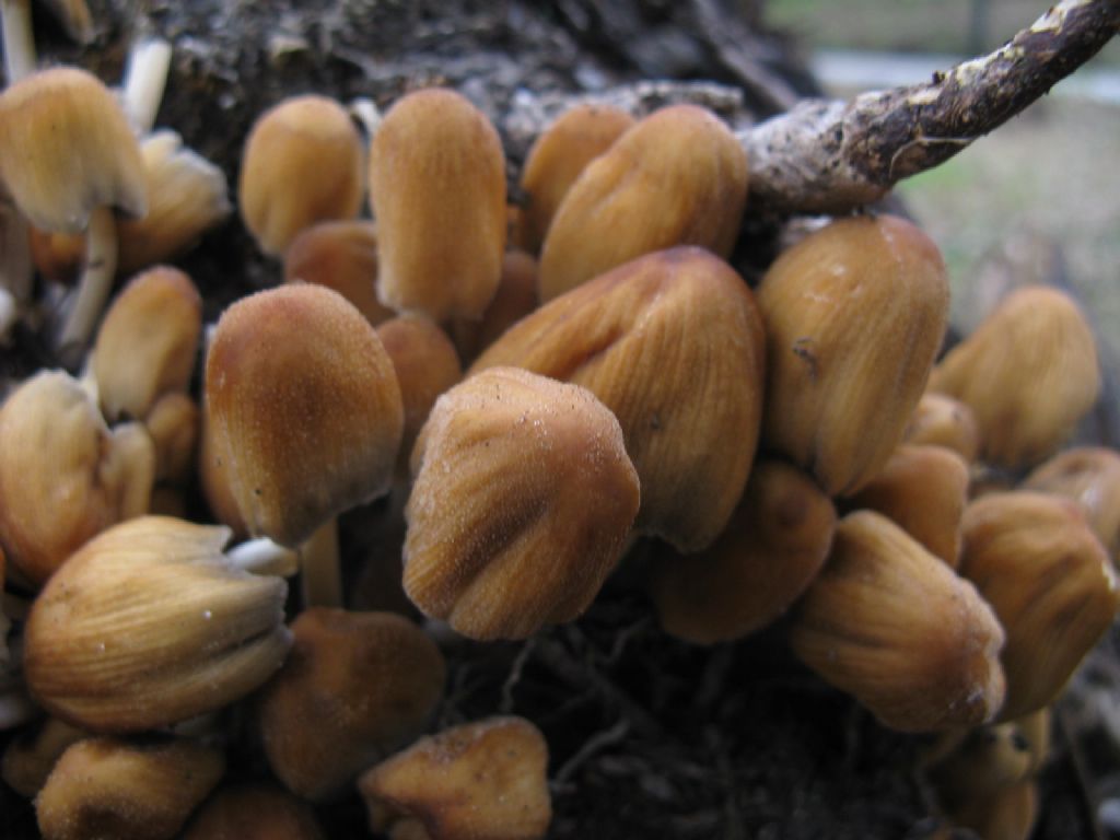 Funghi ottobre 1