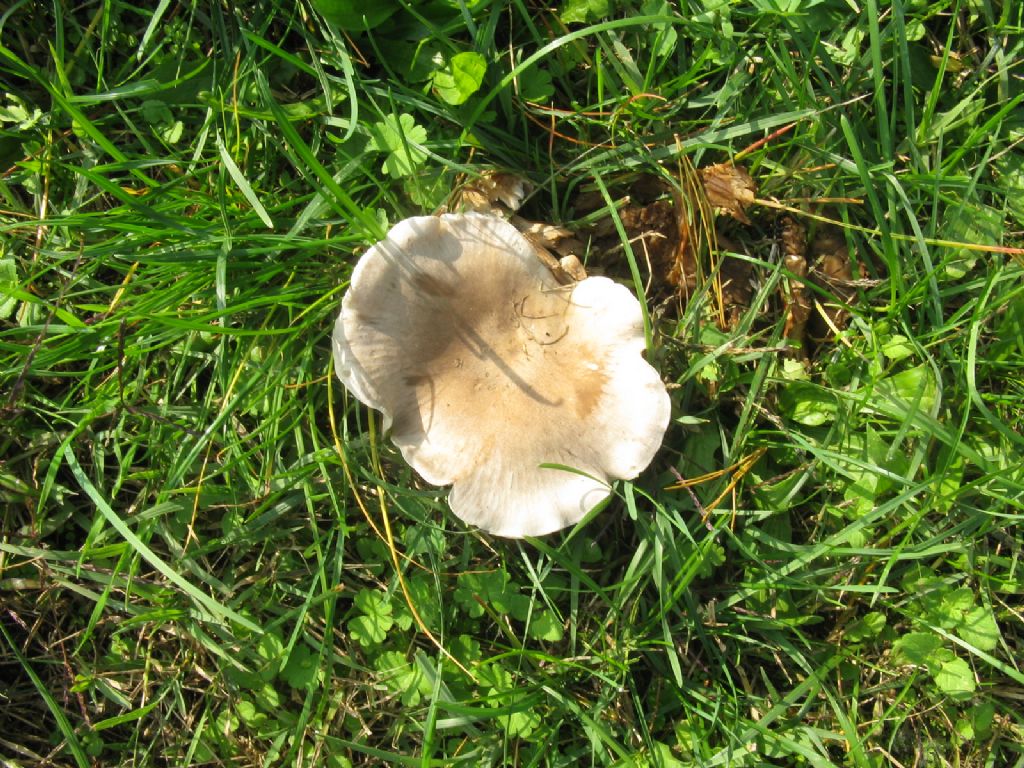 Funghi ottobre 2