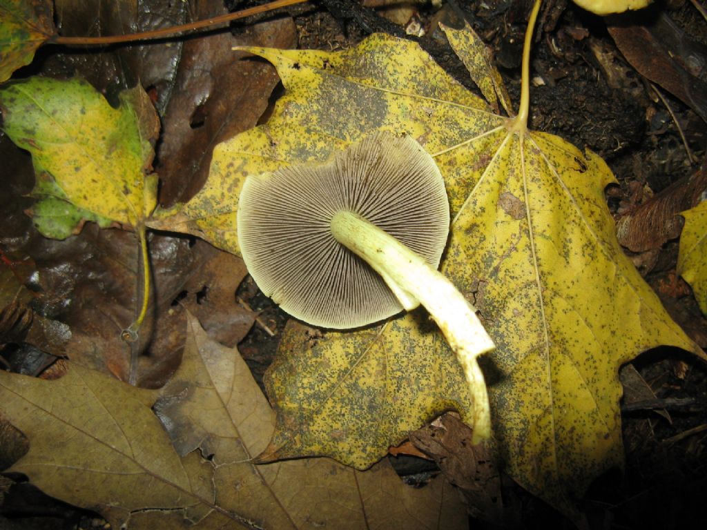 Funghi ottobre 4 - Hypholoma fasciculare?