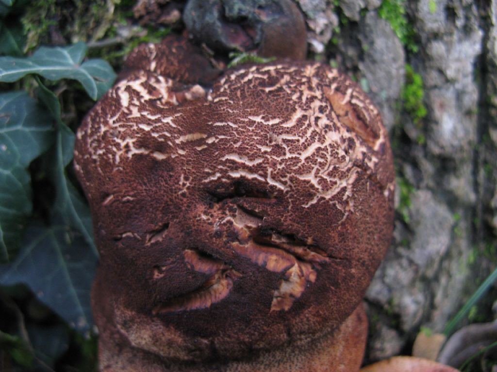 Funghi ottobre 5 - Fistulina hepatica?