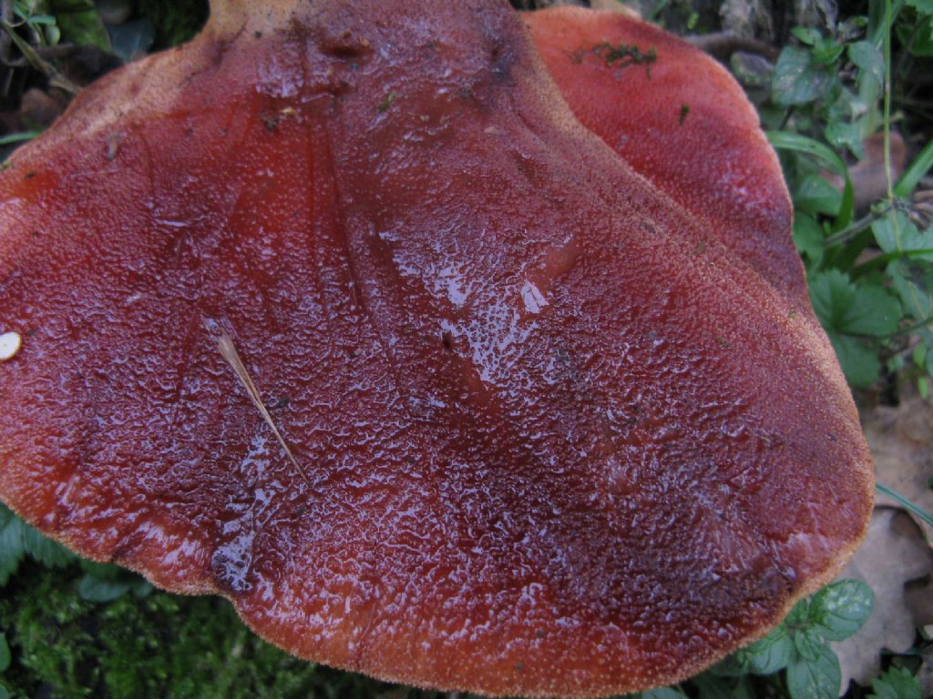 Funghi ottobre 5 - Fistulina hepatica?