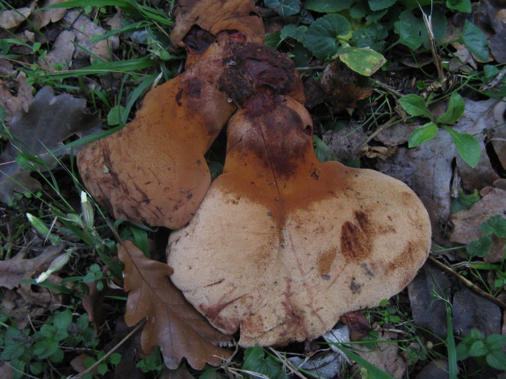 Funghi ottobre 5 - Fistulina hepatica?