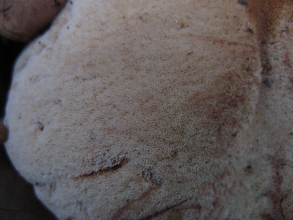 Funghi ottobre 5 - Fistulina hepatica?