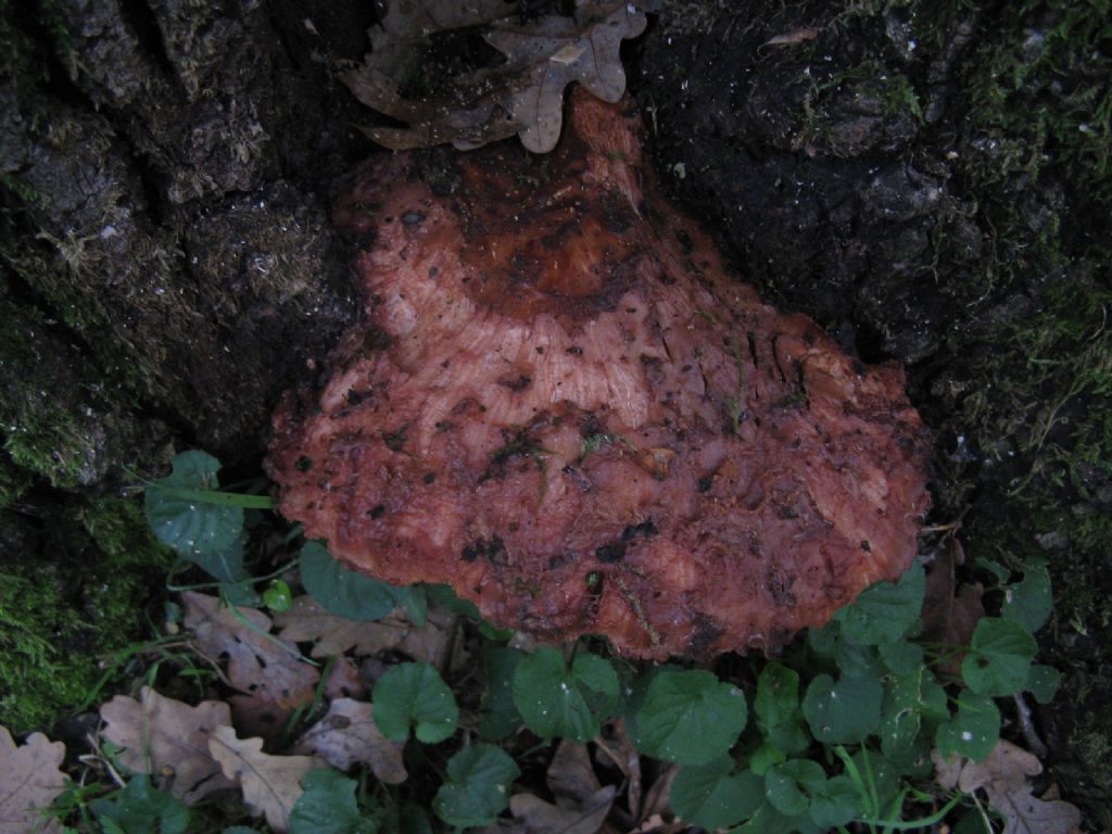 Funghi ottobre 5 - Fistulina hepatica?