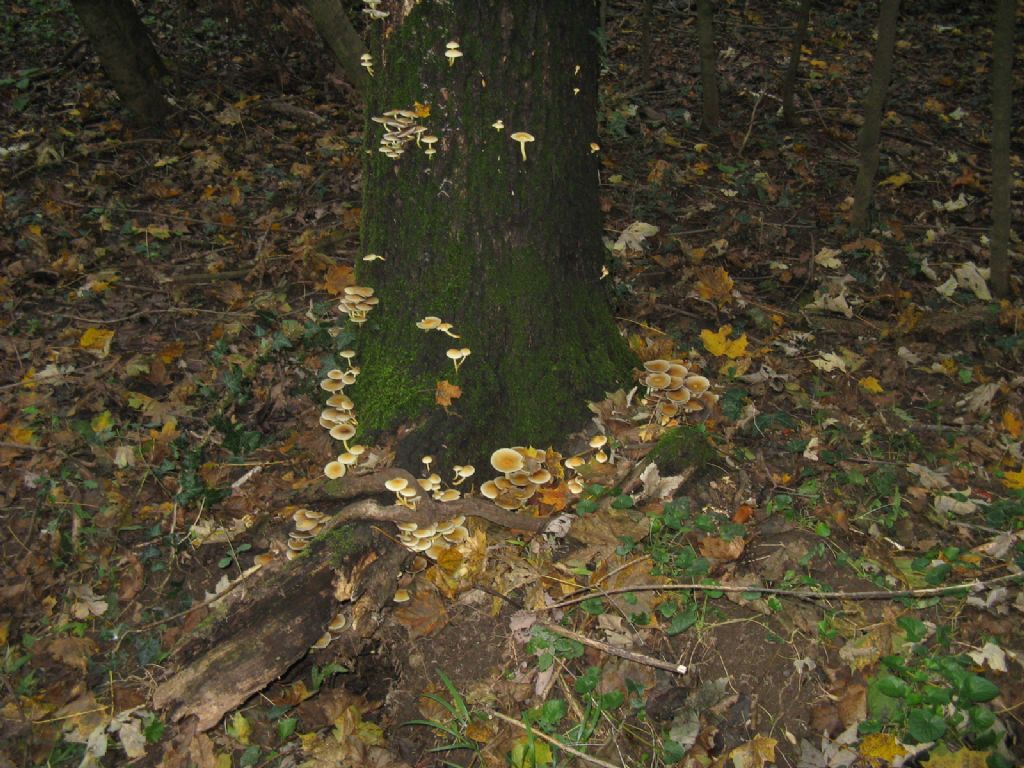 Funghi ottobre 6 - Collybia dryophila/Gymnopus dryophilus?