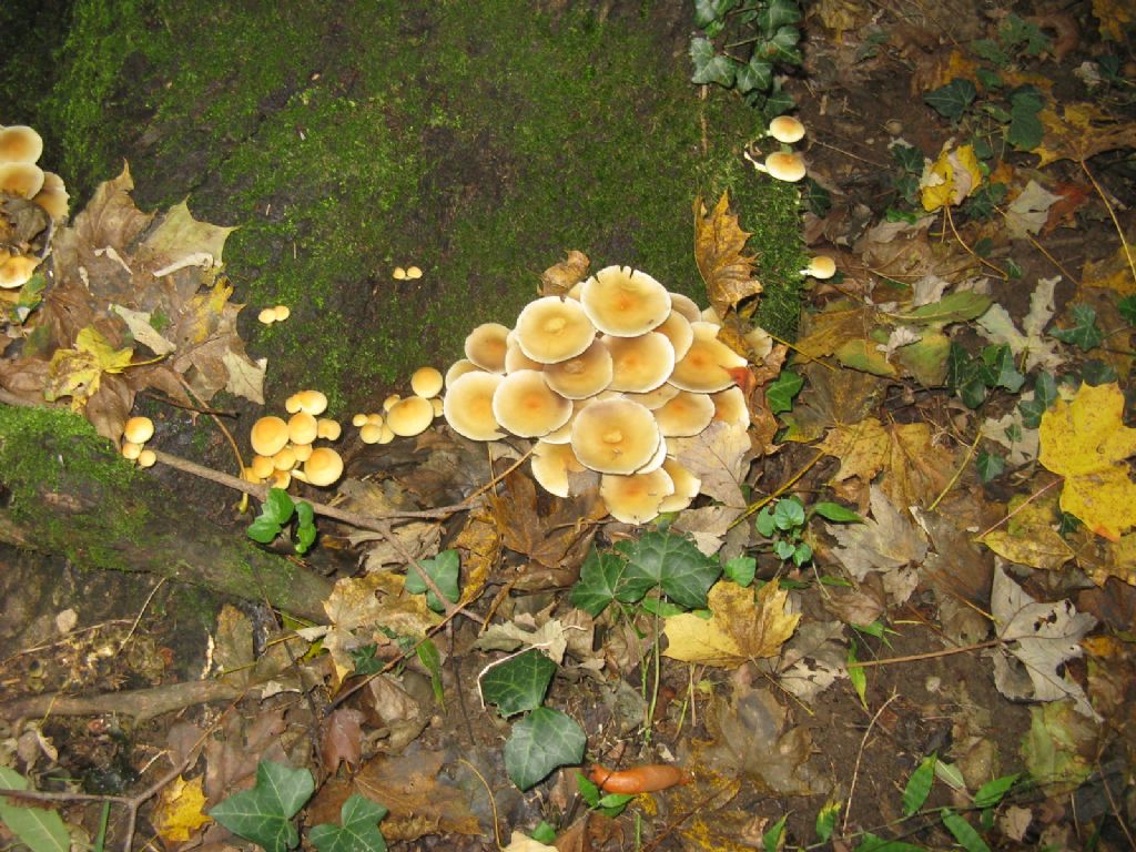 Funghi ottobre 6 - Collybia dryophila/Gymnopus dryophilus?