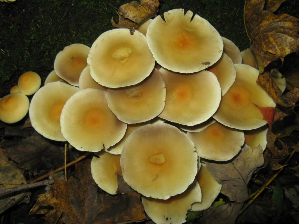 Funghi ottobre 6 - Collybia dryophila/Gymnopus dryophilus?