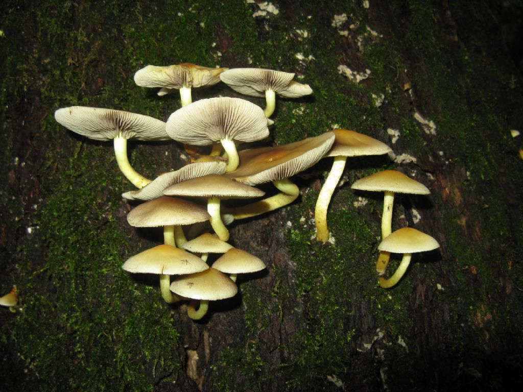 Funghi ottobre 6 - Collybia dryophila/Gymnopus dryophilus?