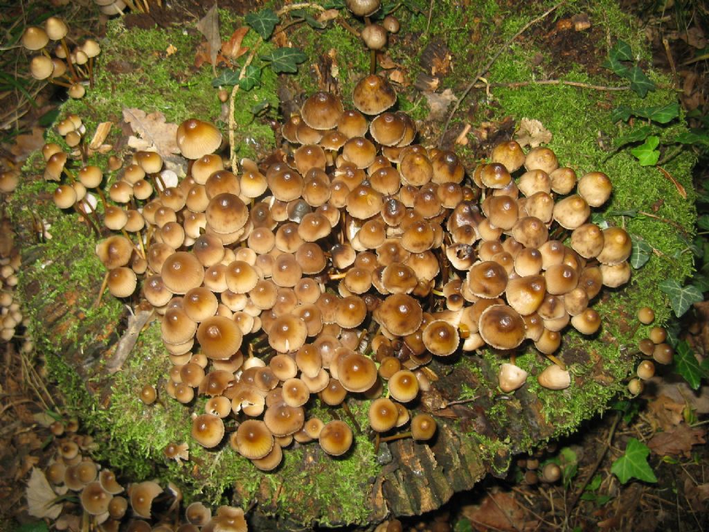 Funghi ottobre 7 - Coprinellus?