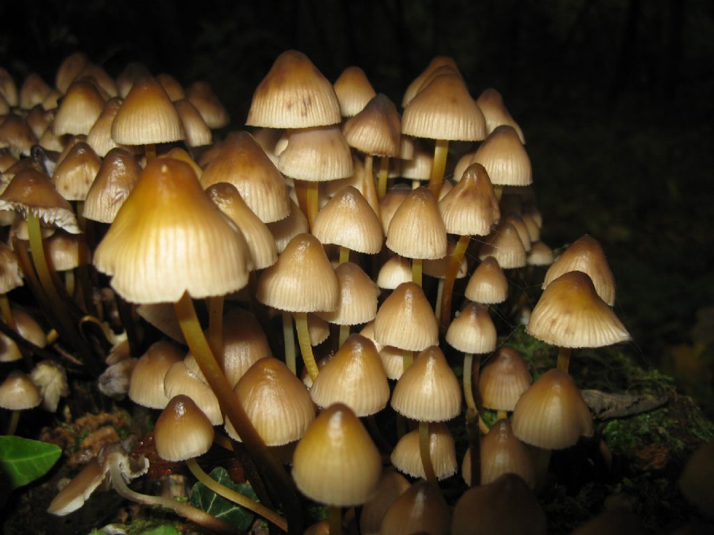 Funghi ottobre 7 - Coprinellus?