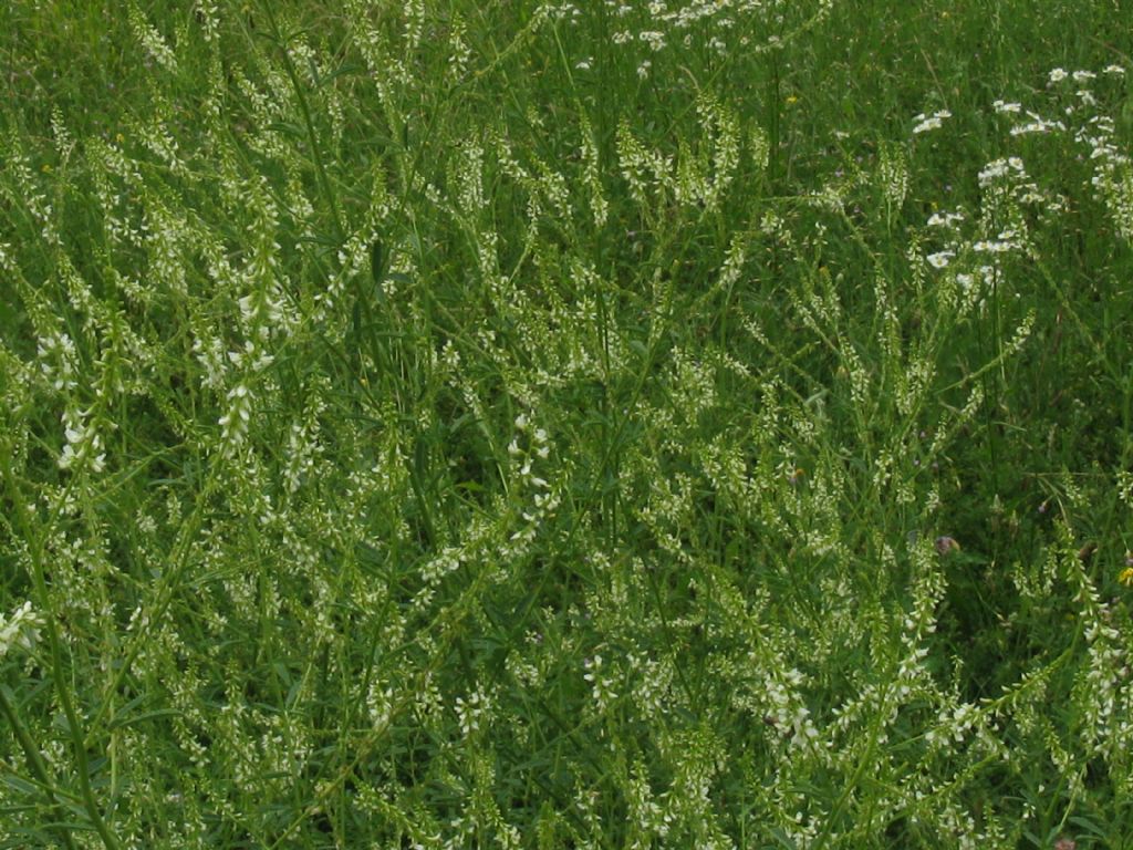 Trigonella alba  (=Melilotus albus) / Meliloto bianco