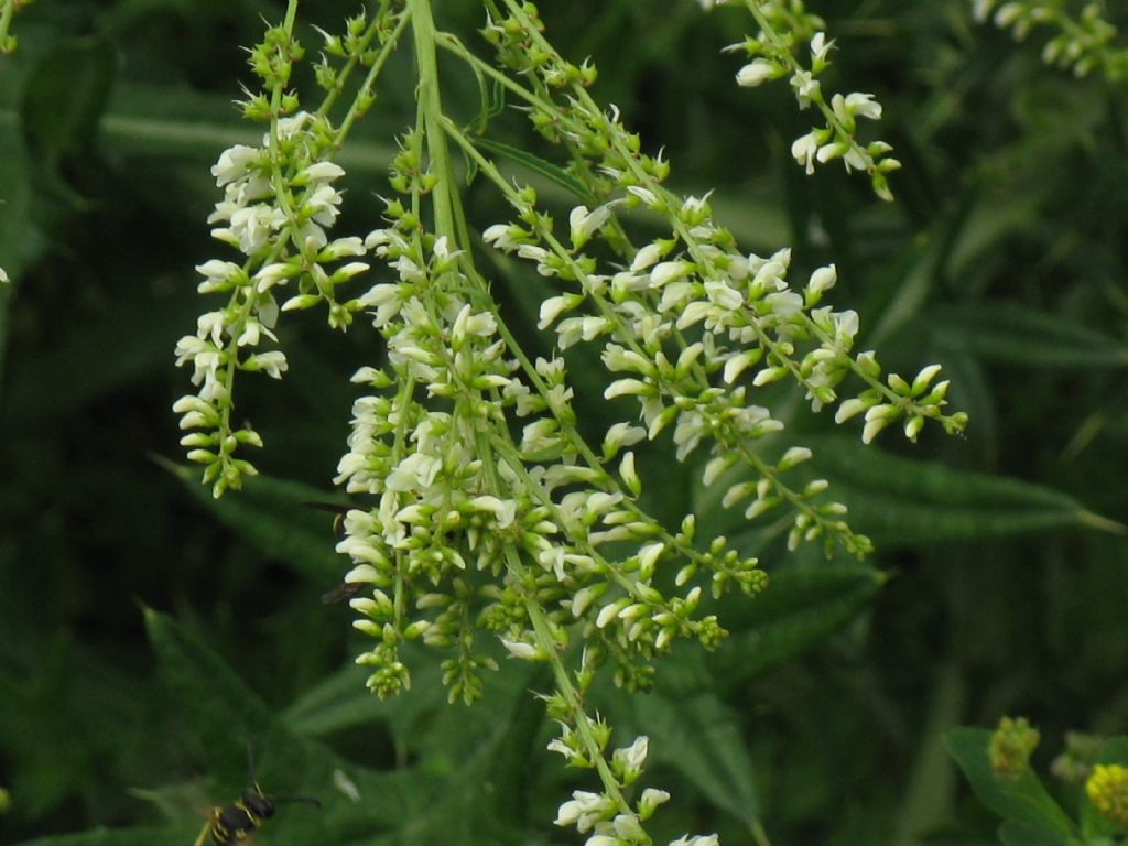 Trigonella alba  (=Melilotus albus) / Meliloto bianco