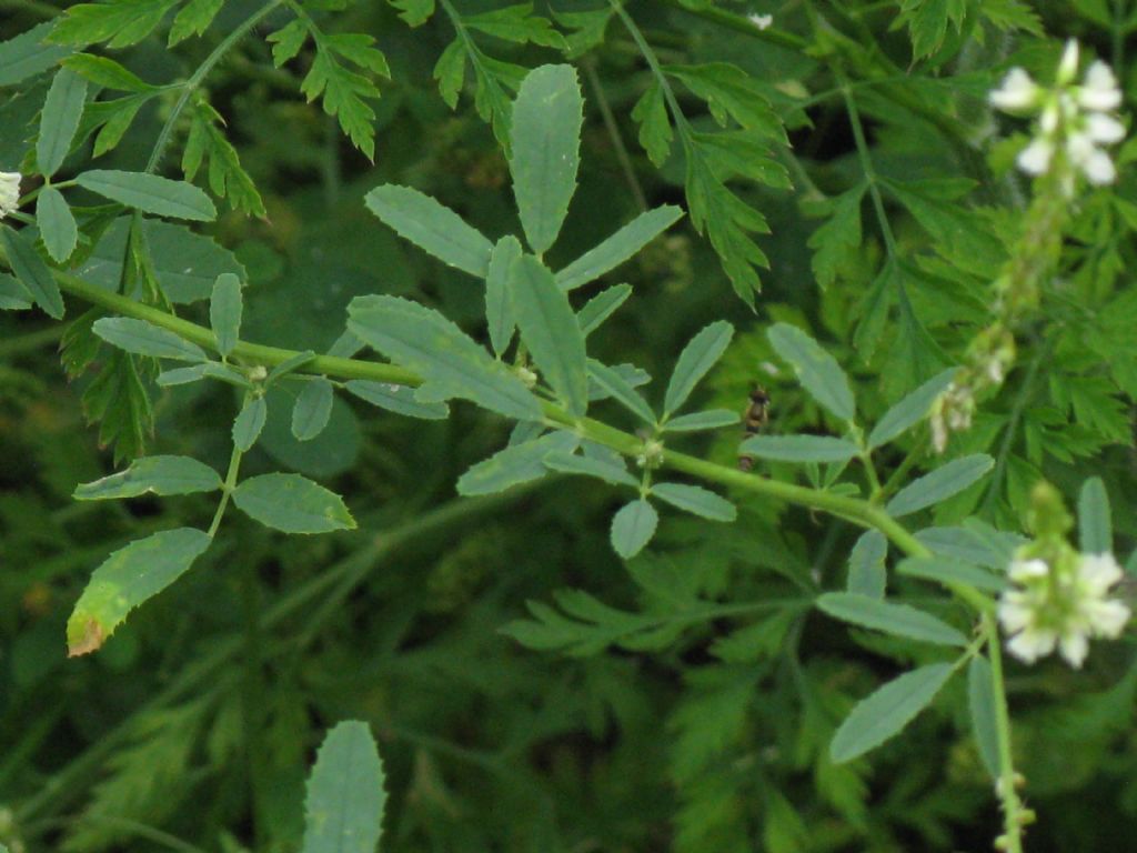 Trigonella alba  (=Melilotus albus) / Meliloto bianco