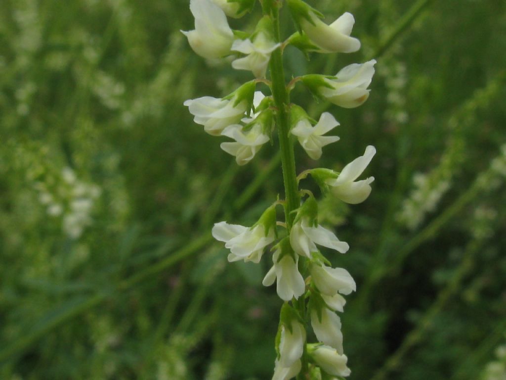 Trigonella alba  (=Melilotus albus) / Meliloto bianco