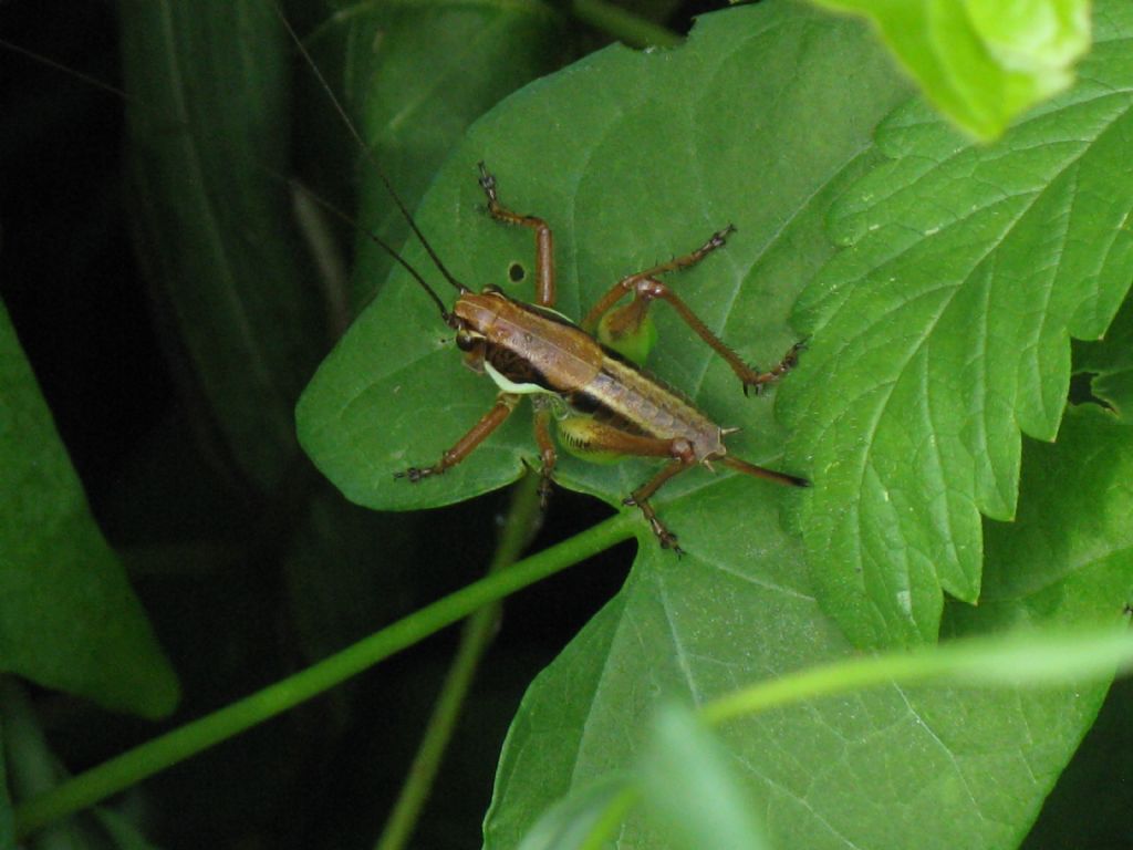 Bradyporidae...?  No, Tettigoniidae da id.: Pholidoptera cfr. fallax