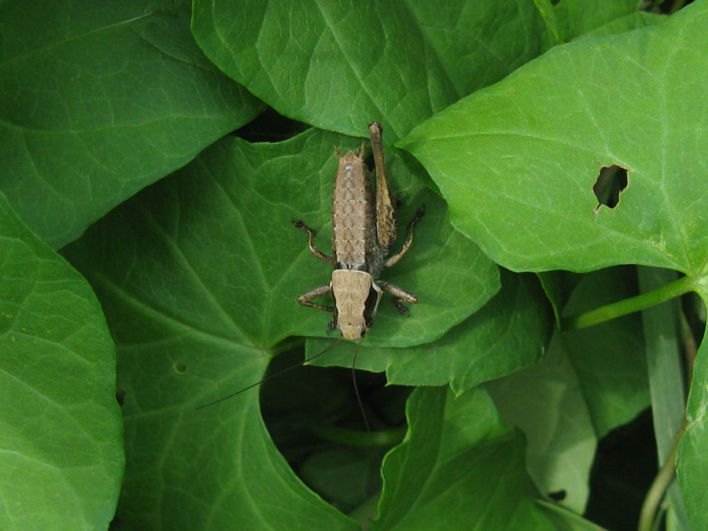 Bradyporidae...?  No, Tettigoniidae da id.: Pholidoptera cfr. fallax