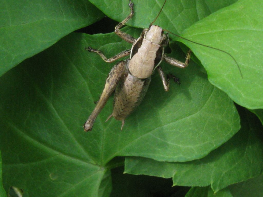 Bradyporidae...?  No, Tettigoniidae da id.: Pholidoptera cfr. fallax