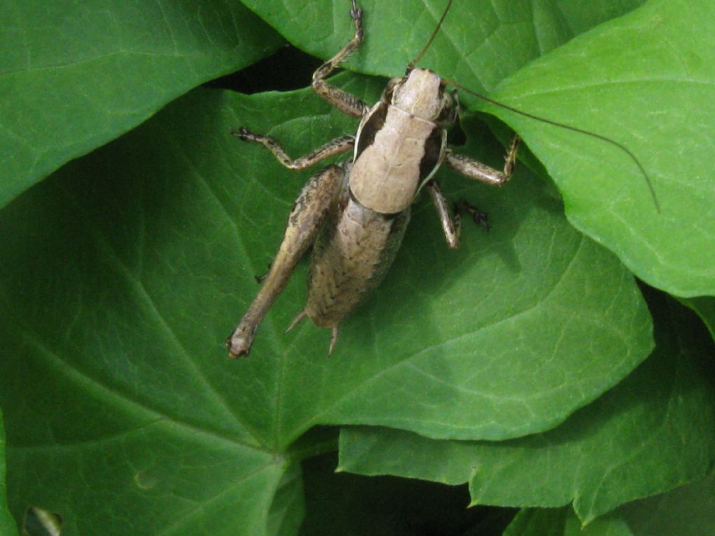 Bradyporidae...?  No, Tettigoniidae da id.: Pholidoptera cfr. fallax