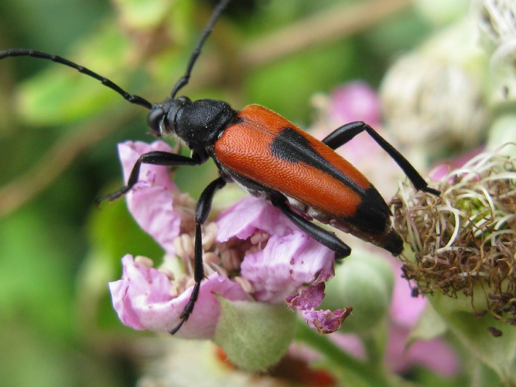 Cerambycidae: Stictoleptura cordigera cordigera, maschio