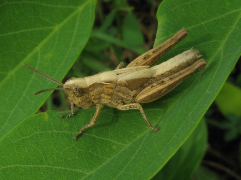 Tettigoniidae...?  No, ninfa di Acrididae