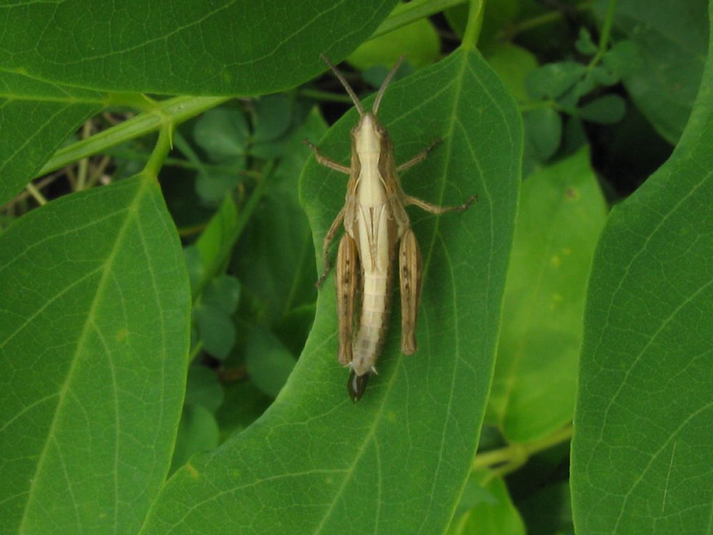 Tettigoniidae...?  No, ninfa di Acrididae