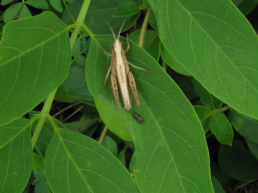 Tettigoniidae...?  No, ninfa di Acrididae