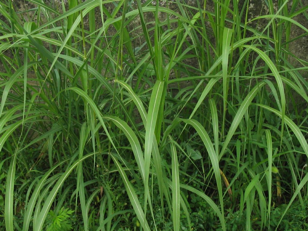 Sorghum halepense / Sorgo selvatico