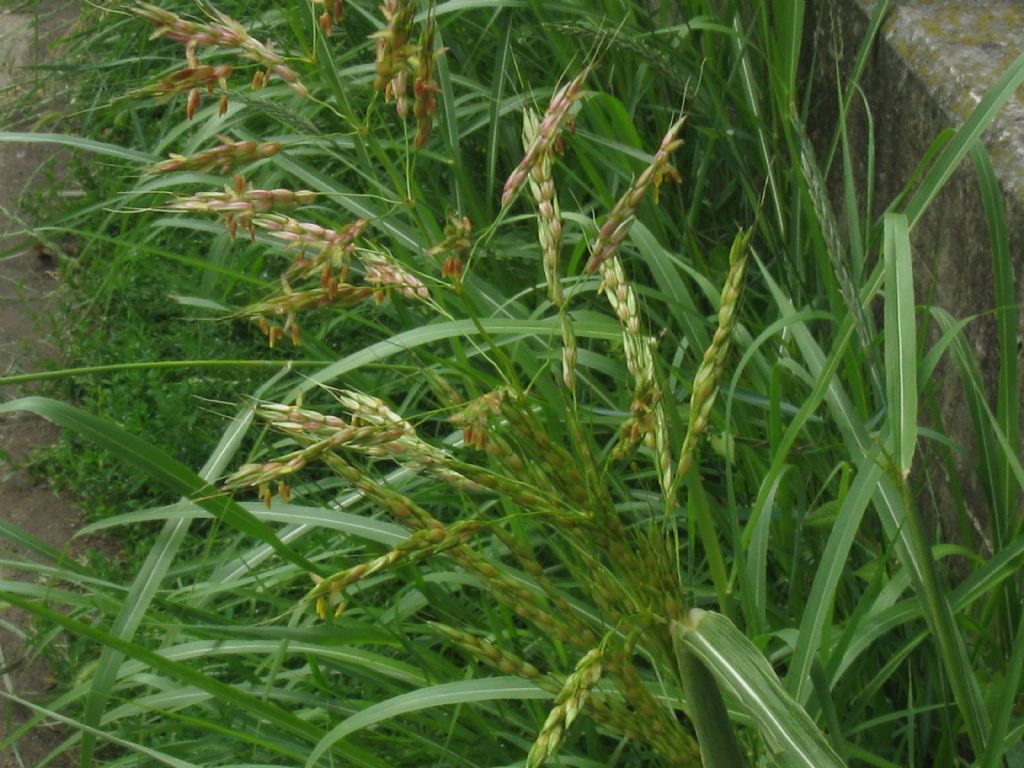 Sorghum halepense / Sorgo selvatico