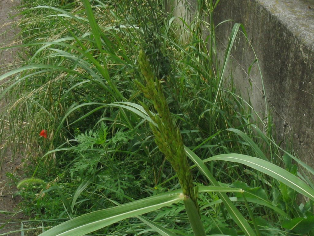 Sorghum halepense / Sorgo selvatico