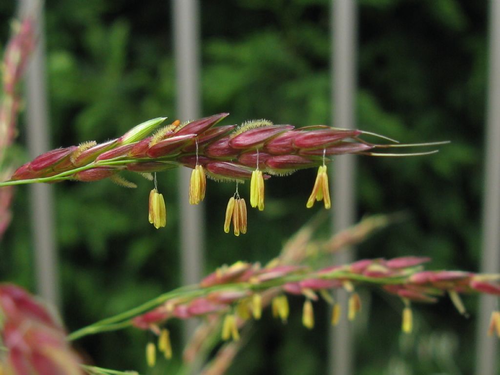 Sorghum halepense / Sorgo selvatico