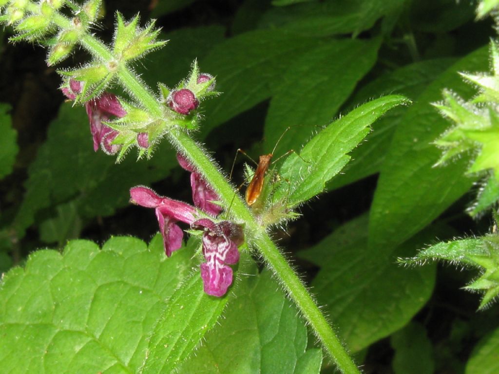 Beritydae: Gampsocoris culicinus?  No, Metatropis rufescens